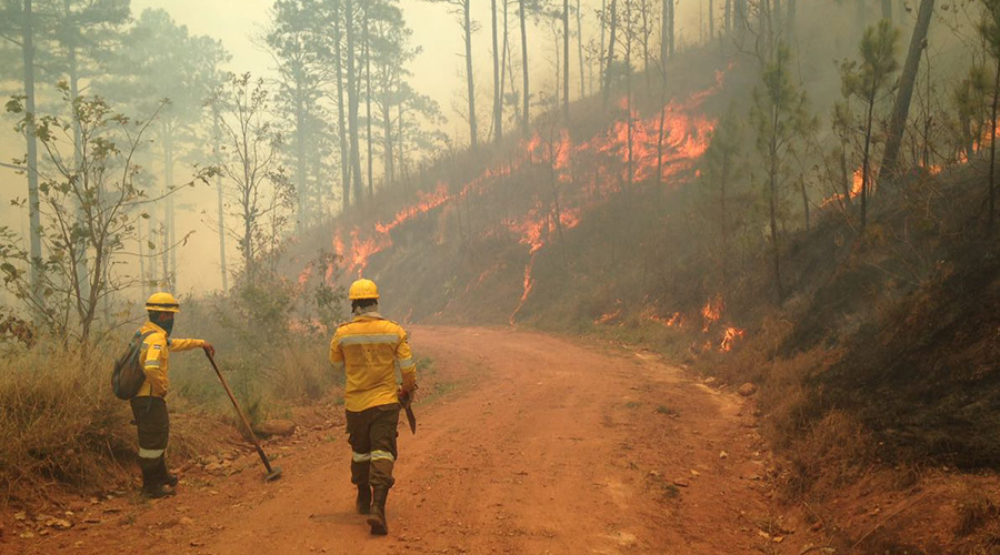 Hasta la fecha se registran 79 incendios forestales a nivel nacional