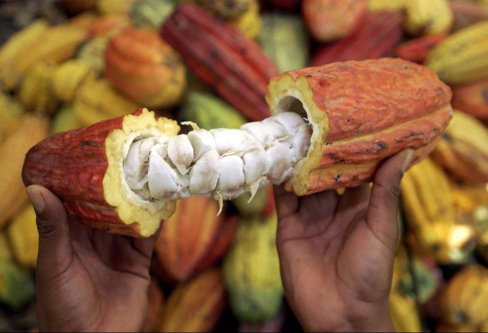 Honduras logró producir 1,900 toneladas de cacao en 2022, a pesar del cambio climático
