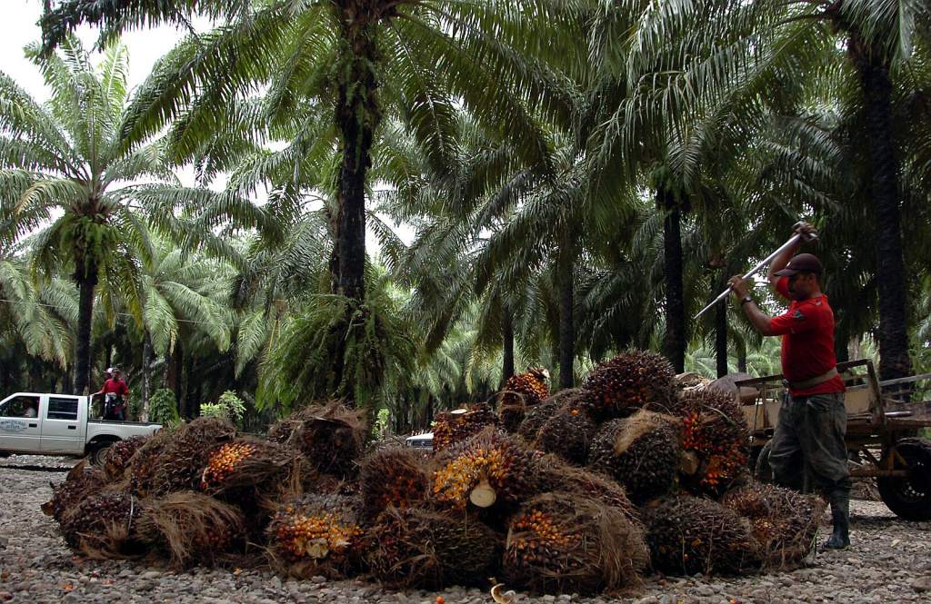 Precio de aceite de palma registra alzas históricas, previo a inicio de exportaciones
