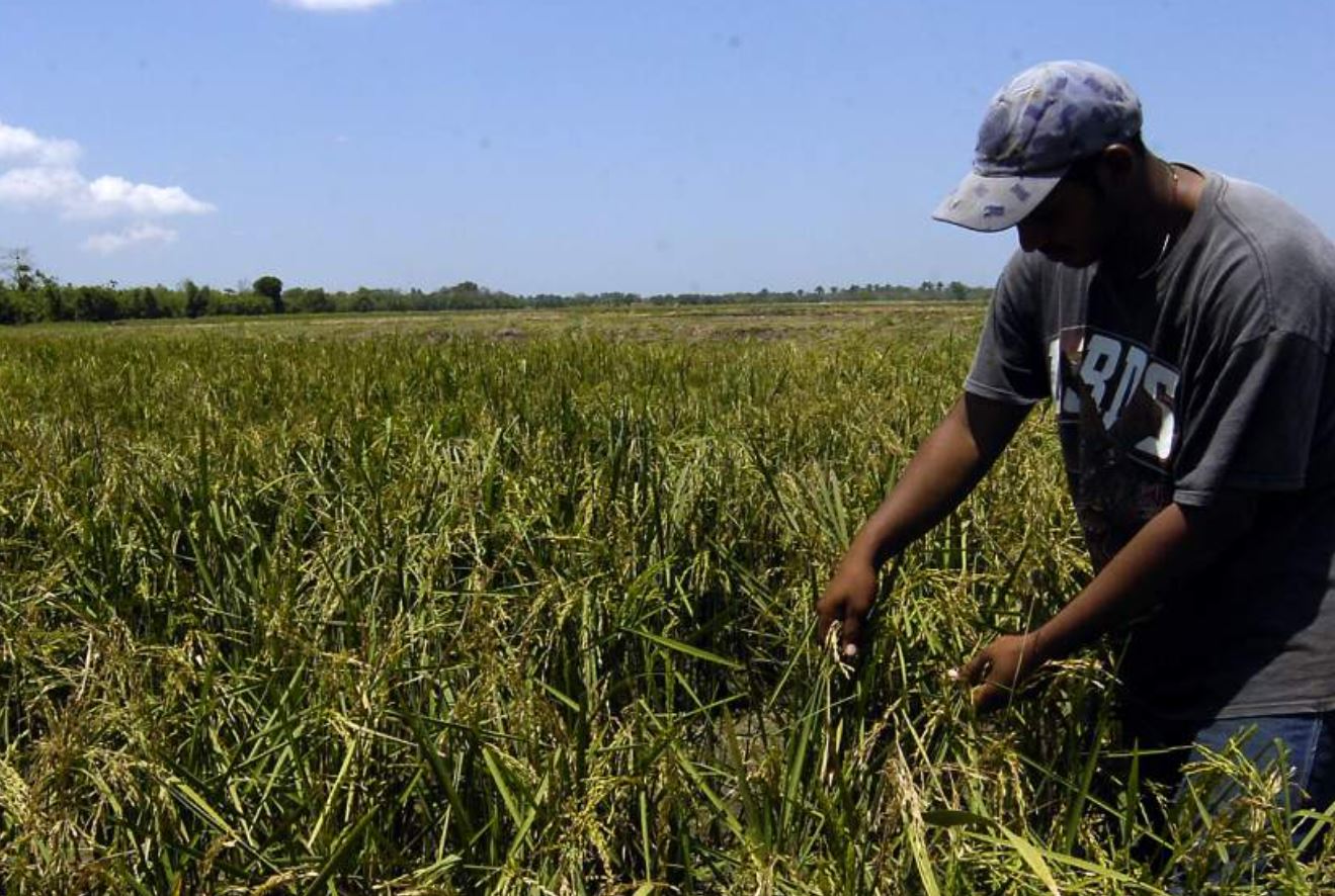 Déficit de arroz será de 4.5 millones de quintales en 2023, señalan productores