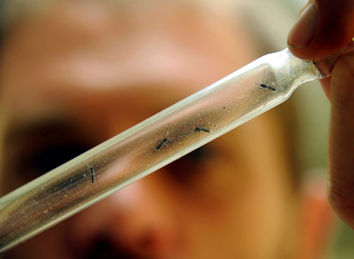 Dos nuevos serotipos de dengue más grave identifican en el país