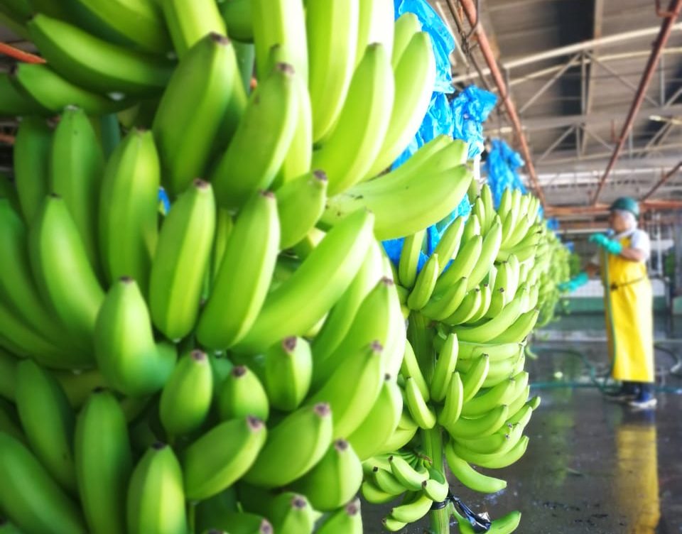 Para cubrir la demanda nacional, Honduras importa banano de Costa Rica