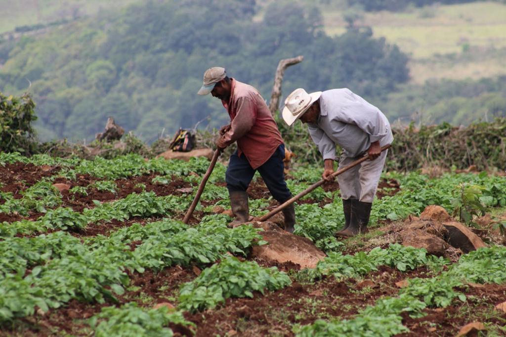 Unos 149 productores han recibido bono para impulsar cosechas