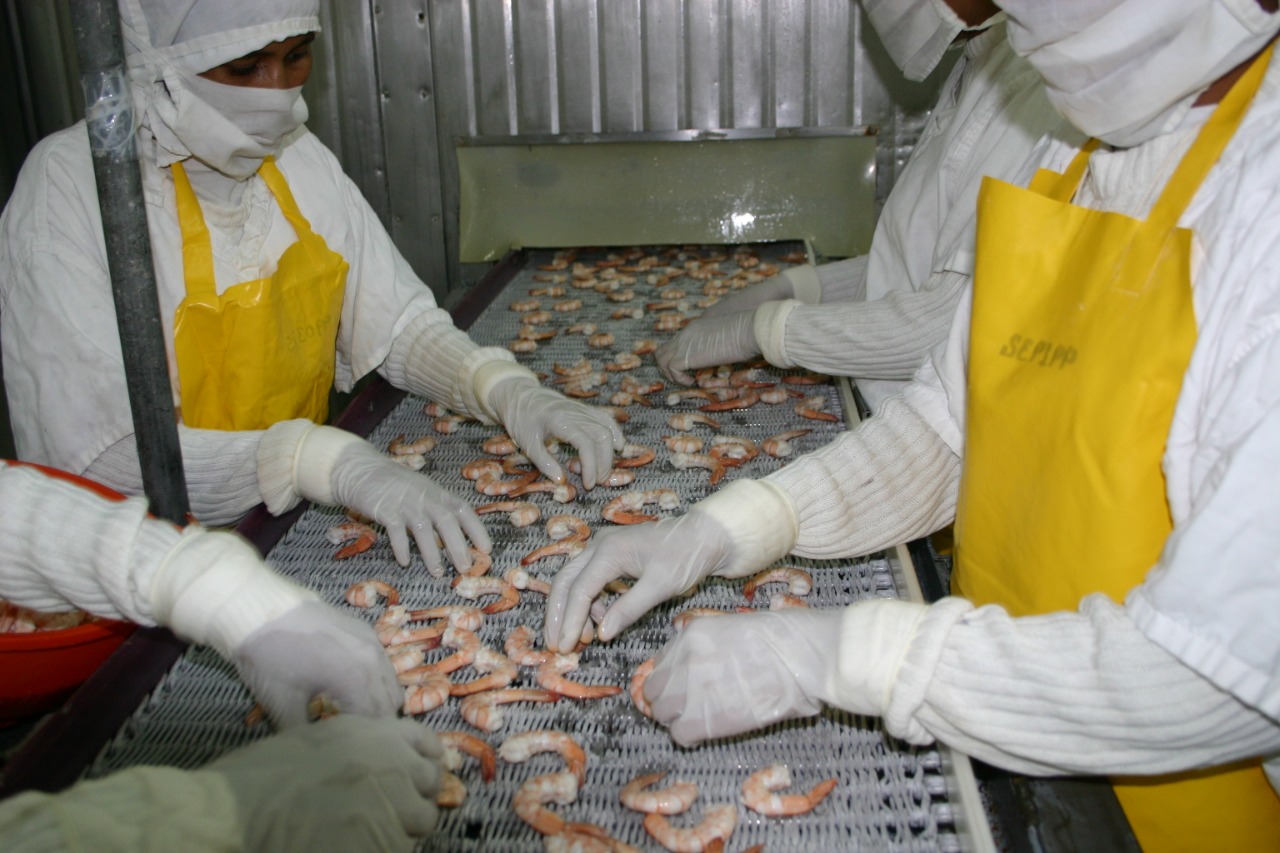 Más de 23 millones de libras de camarón se han exportado en lo que va del año