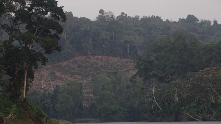 Devastación forestal en La Mosquitia desnuda negligencia de autoridades hondureñas