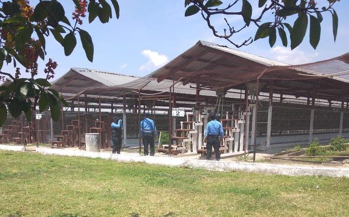 MP investiga supuesta malversación de fondos en proyecto porcino avícola del centro penal de Comayagua