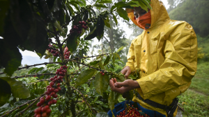 Exportaciones de café subirán a ocho millones de quintales en próxima cosecha