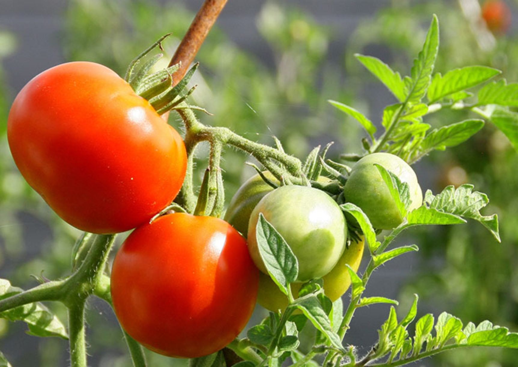 Honduras explora posibilidad de exportar tomate manzano a EEUU