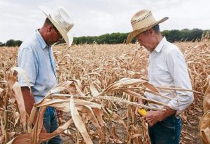Gobierno destina 5 mil millones de lps para enfrentar sequía por fenómeno “El Niño”