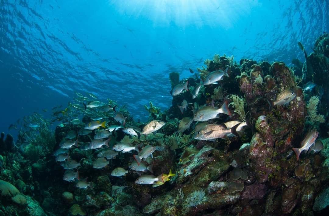 Nueva enfermedad arrasa arrecifes de Roatán; Tela sigue en jaque por sobrepesca