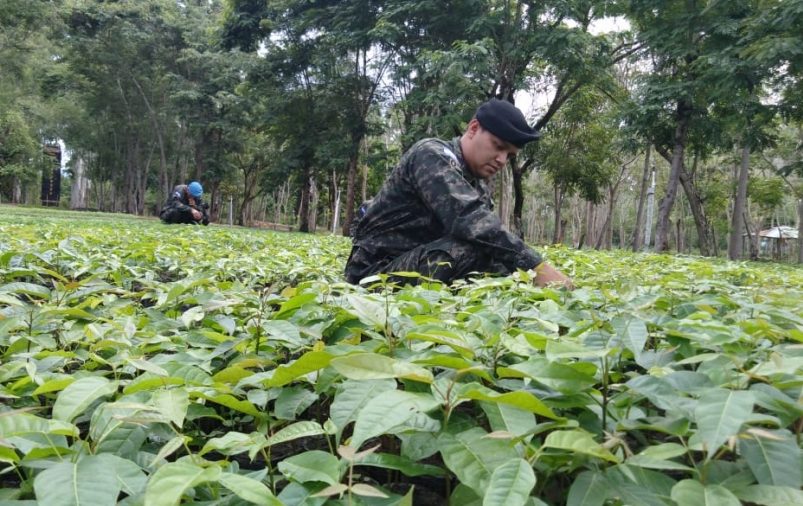CSJ declara inconstitucional PCM que facultaba a FFAA para manejar programa agrícola