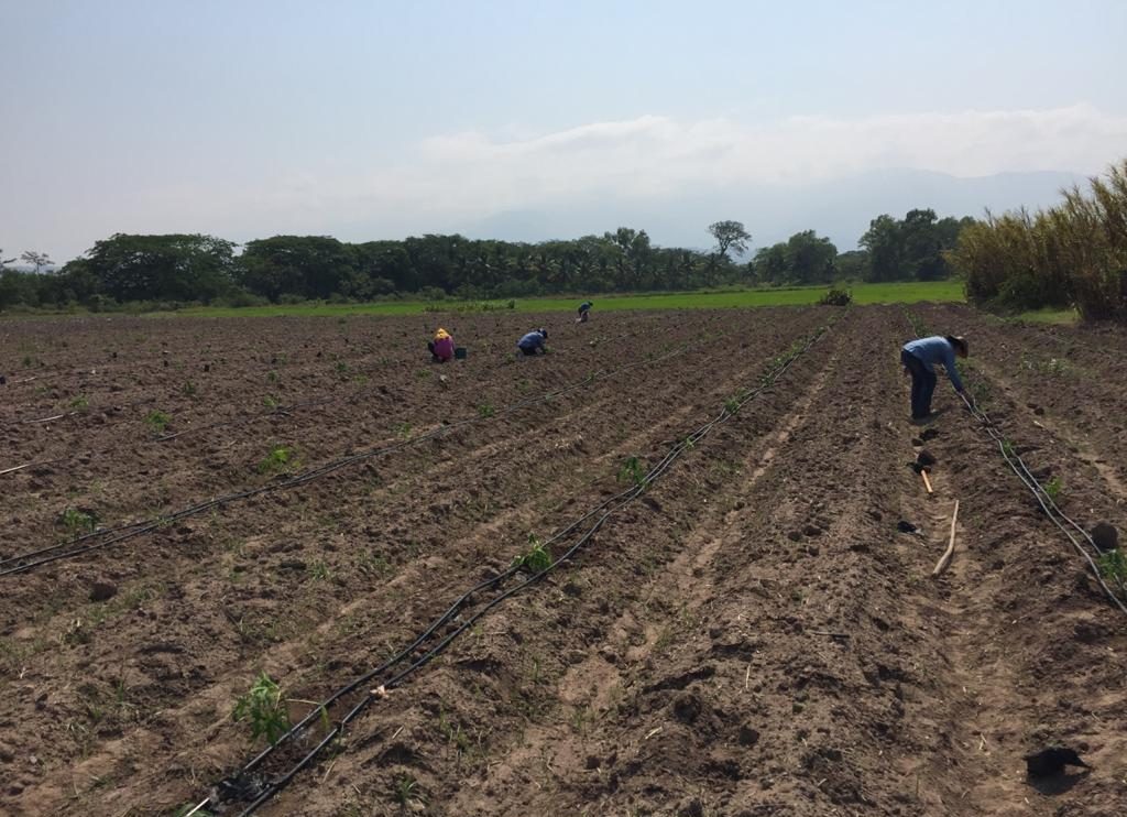 Honduras plantea fortalecimiento de la agricultura orgánica ante alzas en fertilizantes