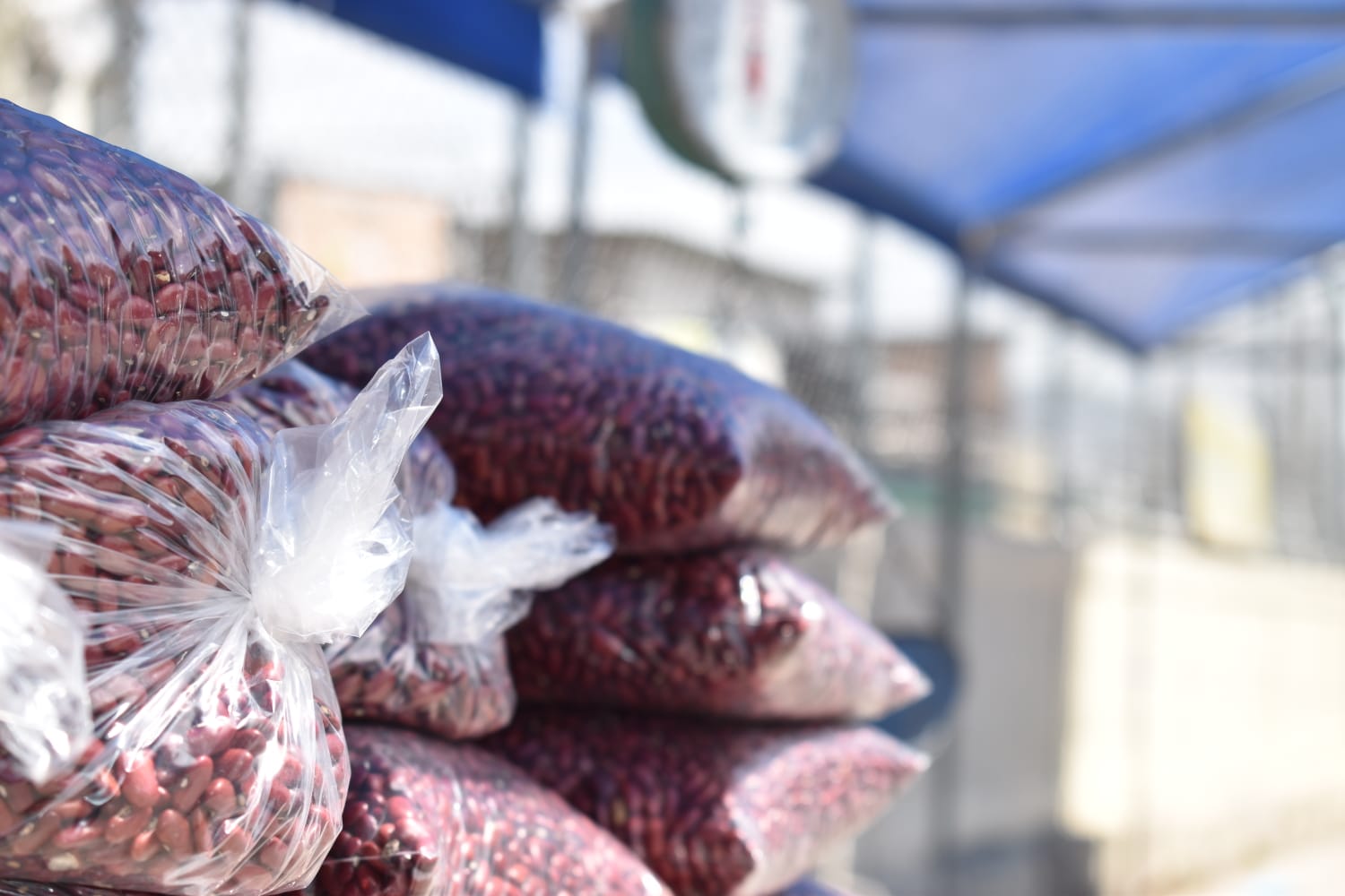 Contrabando de frijol afecta ventas y tiene preocupados a agricultores