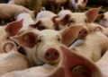 Honduras en alerta máxima por Peste Porcina detectada en la Dominicana