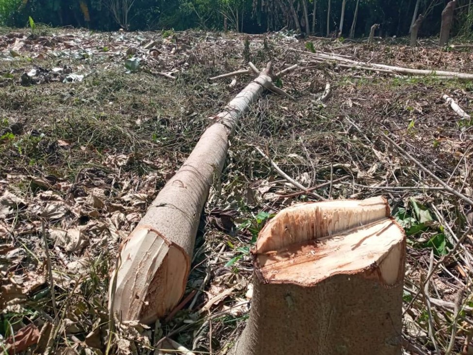 Ecocidio sigue en Parque Punta Izopo por desinterés de autoridades y moradores