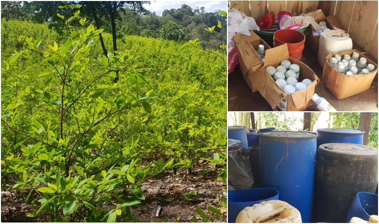Unos 15 narcolaboratorios y más de 300 mil arbustos de coca destruidos en lo que va del año