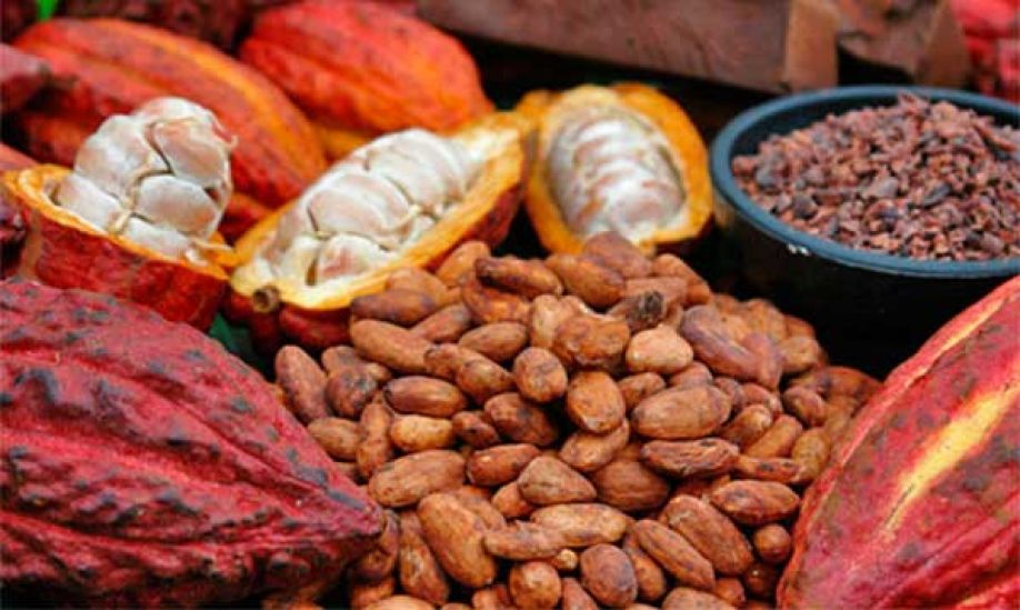 Unos L.10 millones invierten en reactivar industria del cacao