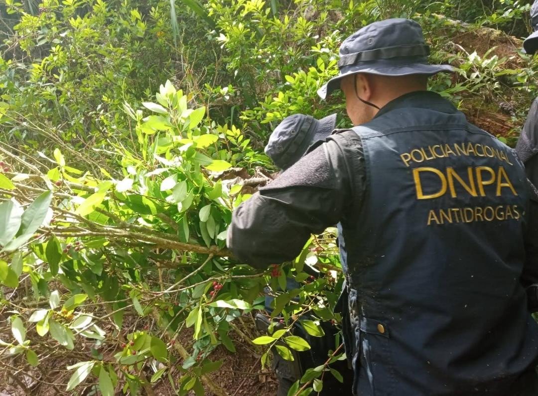 Unos 87 mil arbustos de hoja de coca encontraron autoridades en Colón