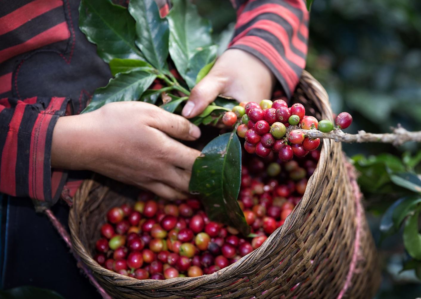 Por escasez de cortadores, más de 5 mil extranjeros ingresarán al país para cosecha de café