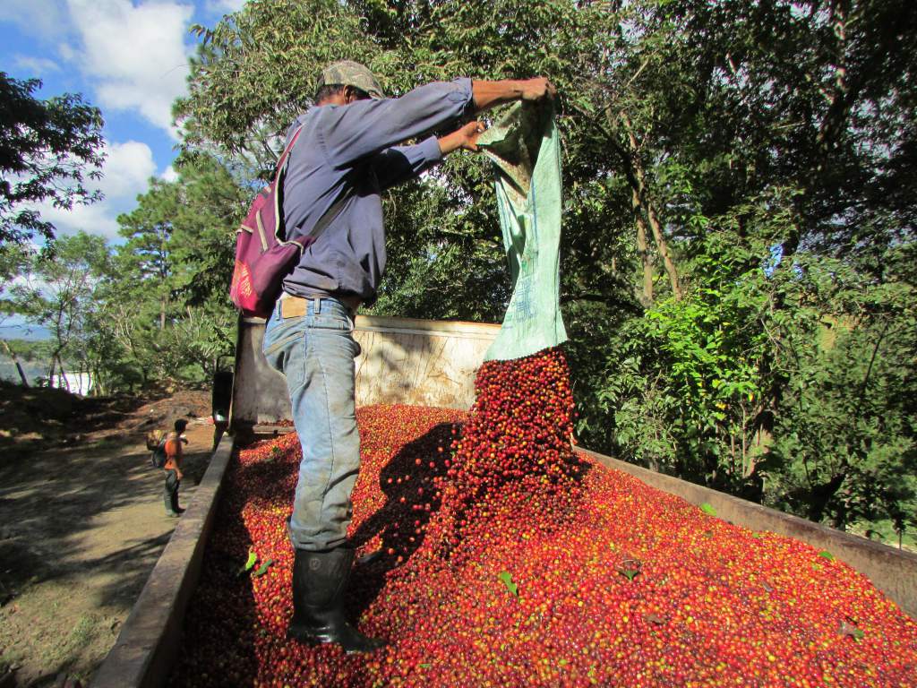 Caficultores piden estimular la mano de obra hondureña y no depender de la extranjera