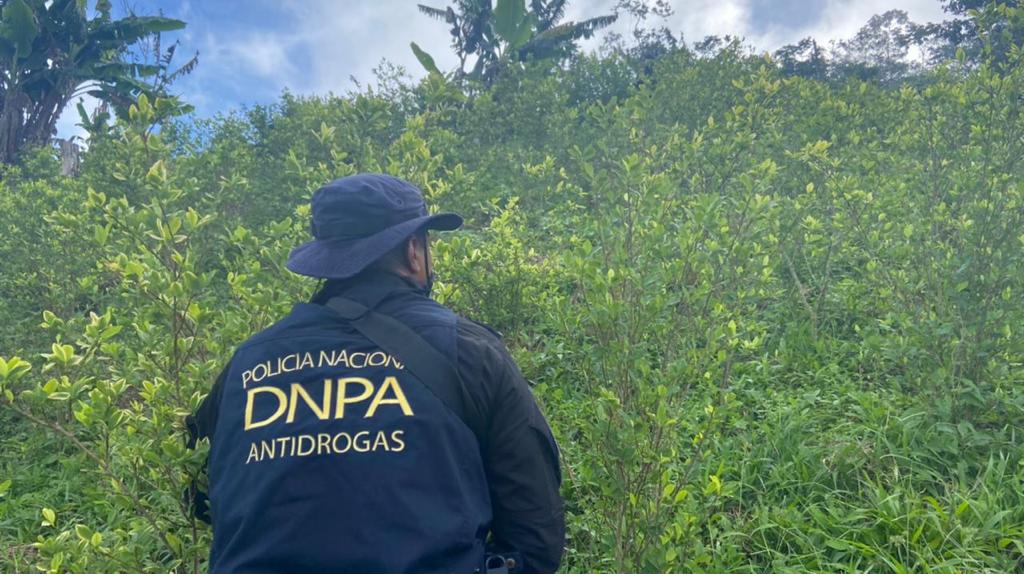 Encuentran nueva plantación de coca en Honduras, la primera del año
