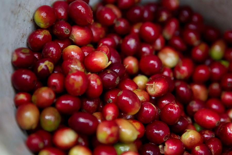 Precio internacional impulsa las exportaciones de café hondureño