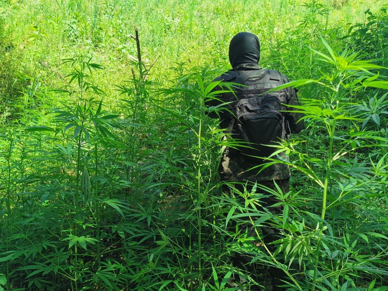 Autoridades aseguran nueva plantación de droga en Colón