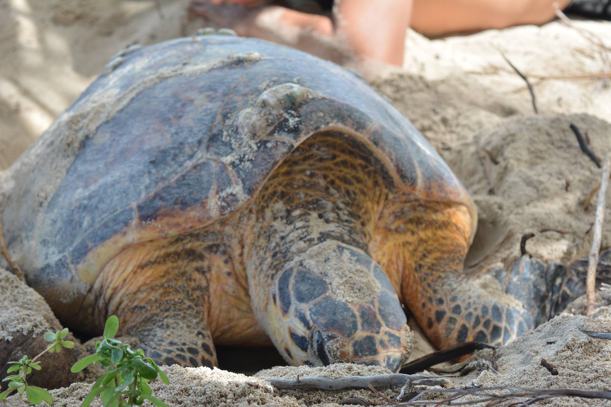 Cayos Cochinos reporta una reducción en la caza de huevos de tortuga