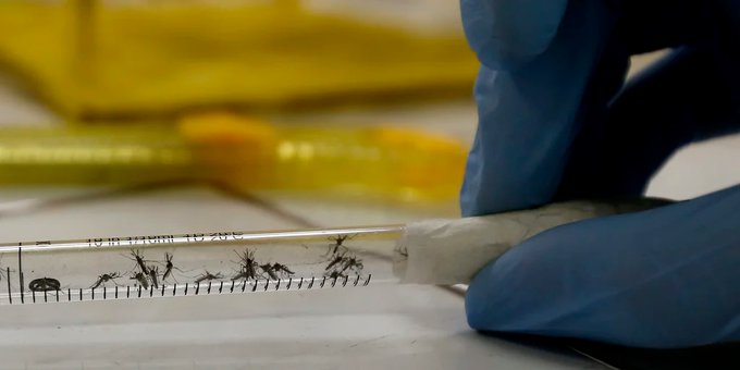 Autoridades de Salud reportan incremento de casos dengue en el Distrito Central