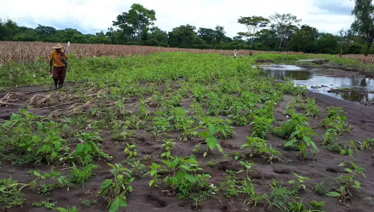 Agricultores reportan pérdidas de cultivos por constantes lluvias