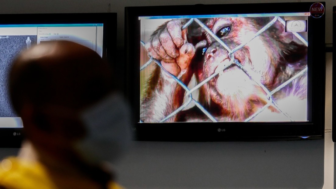 La OMS reclama una respuesta “urgente” de Europa para combatir la viruela del mono