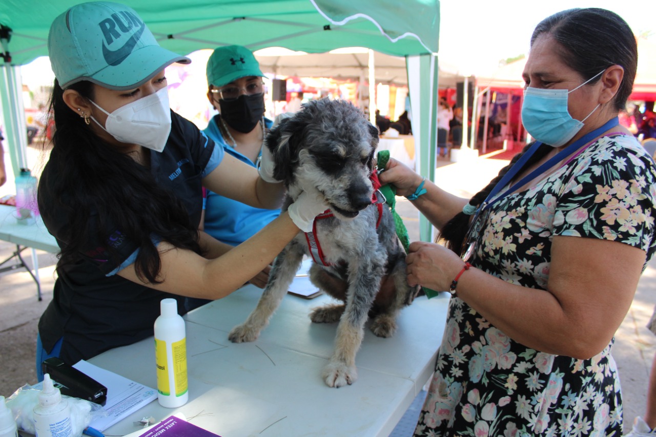 La vacunación de perros y gatos continúa en los todos los establecimientos de salud