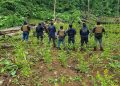 Ubican y eliminan plantación de coca sembrada en zona montañosa de Yoro