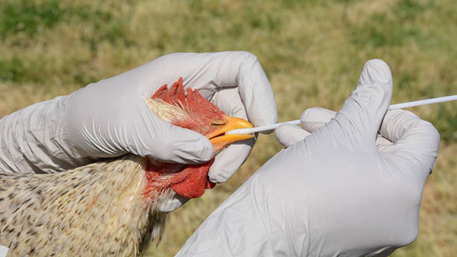 Aves domésticas siguen libres de gripe aviar pese a muerte de casi un centenar de pelícanos