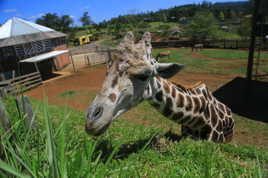 Fallece la querida jirafa “Big Boy” en el zoológico Joya Grande