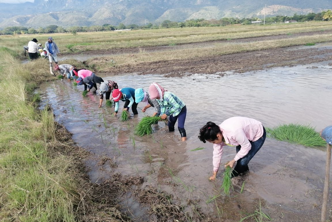 Producción de arroz sigue cayendo y el rubro se está quedando sin mano de obra