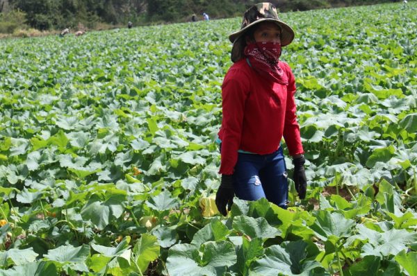 AHIBA y CONFIANZA establecen fondos de créditos de garantía agrícola para el pequeño productor