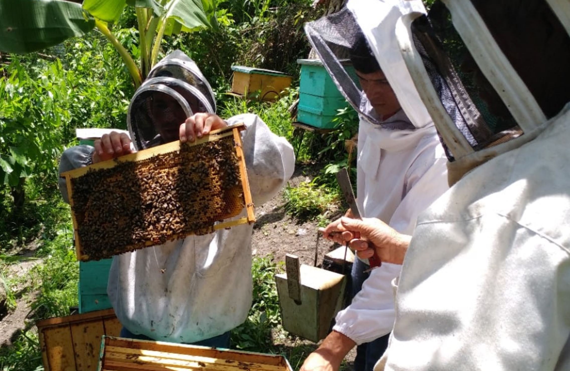 Apicultores aportan mucho más que miel a Honduras y destacan su trabajo en la polinización