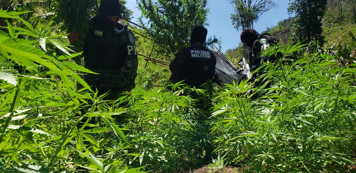FFAA localiza nueva plantación de marihuana en Colón