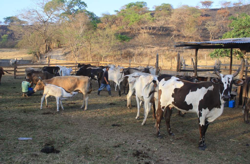 Invasiones de tierra en Honduras también están dejando pérdida y muerte de ganado
