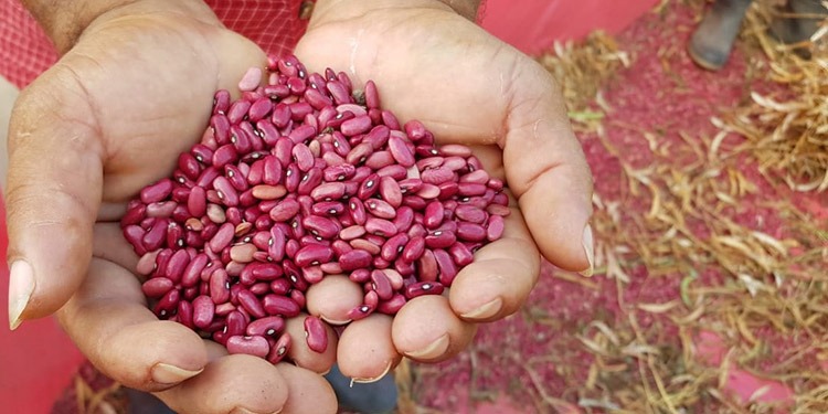 En el día mundial de las semillas, la FAO promueve la inversión pública-privada en maíz, café y cacao