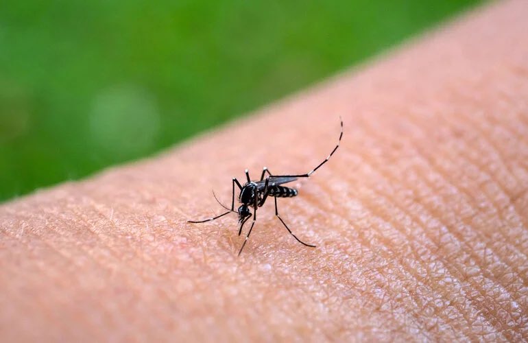 Unos siete casos de dengue grave registra el IHSS en Tegucigalpa