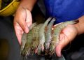 China quiere pagar menos que Taiwán por exportación de camarón hondureño , según economista