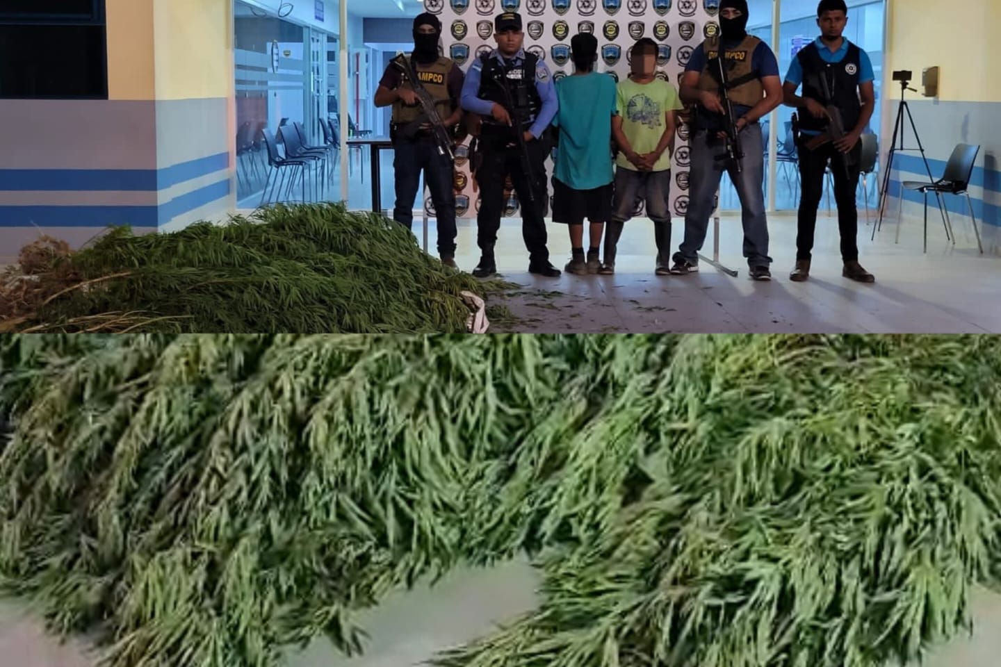 DIPAMPCO ubica y destruye plantación de supuesta marihuana en Siguatepeque