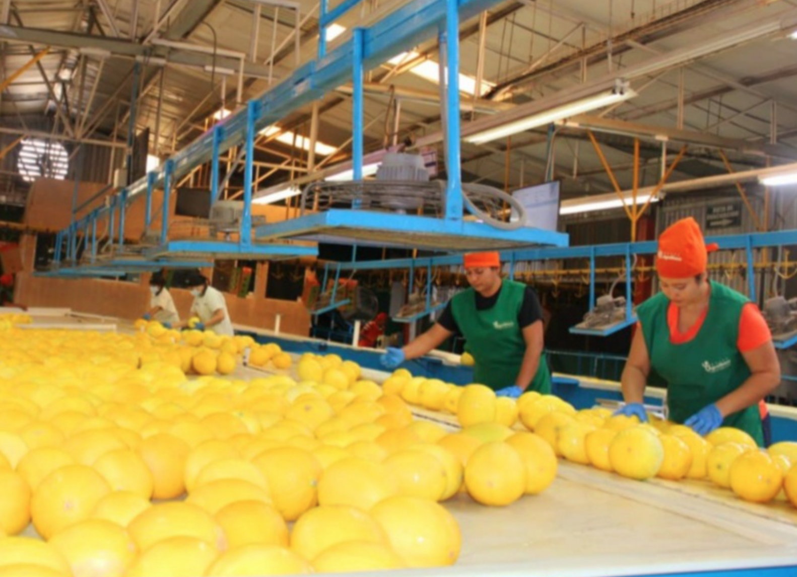 China realiza inspección del melón hondureño para aprobar exportación 