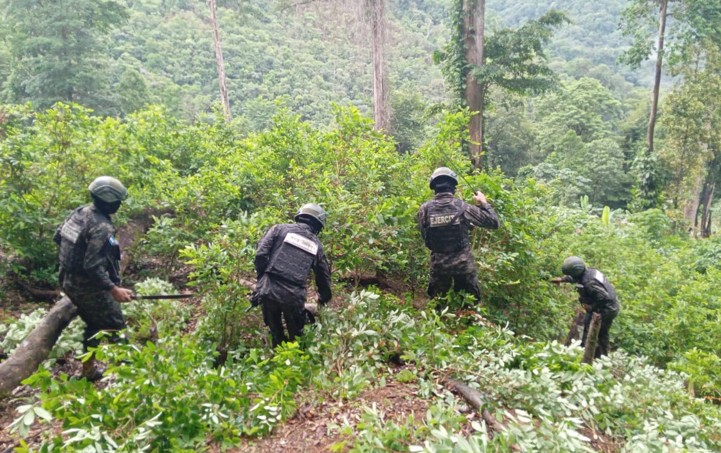 Destruyen 146,800 arbustos de hoja de coca en Colón, encontrados el pasado 8 de agosto