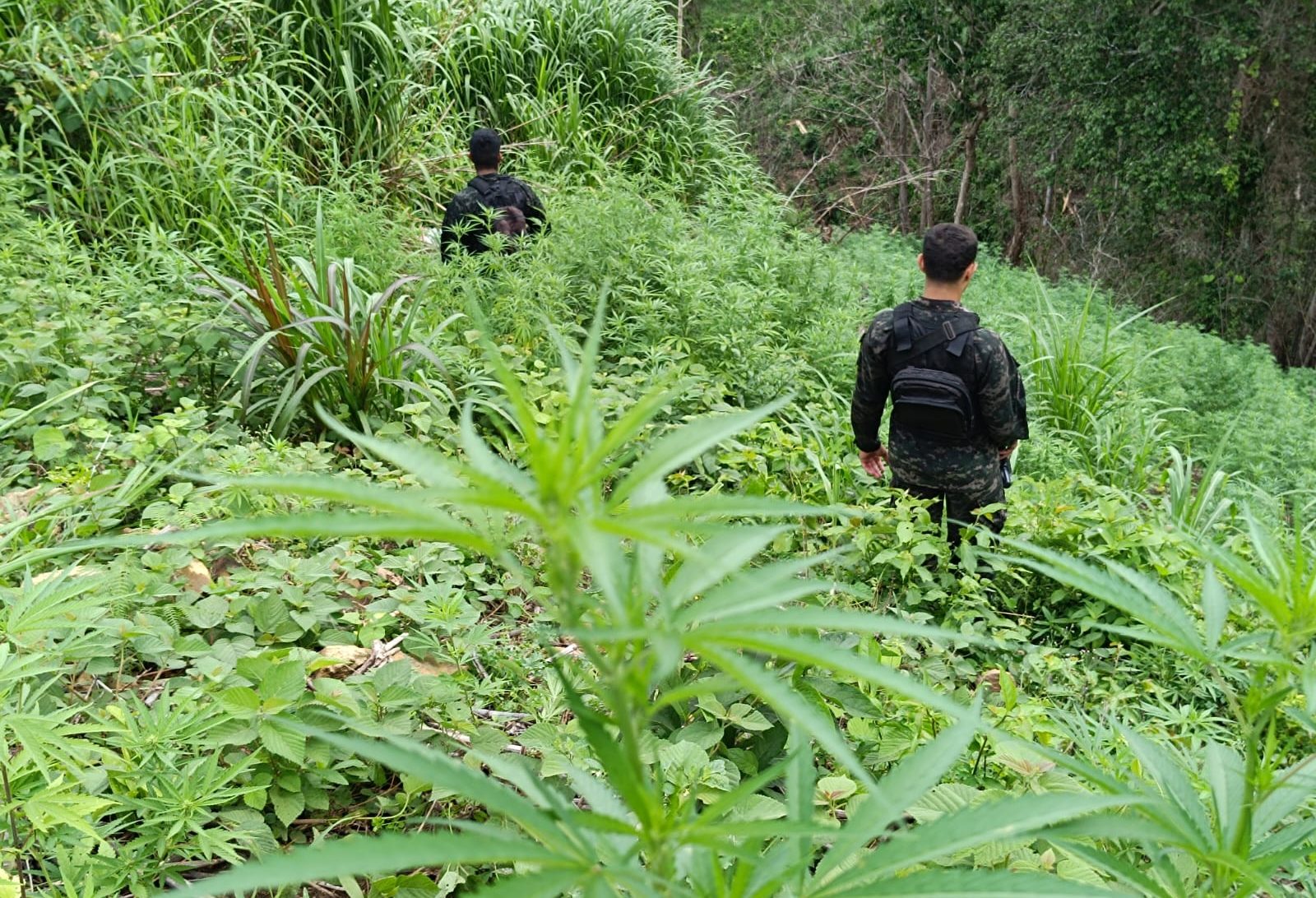 Aseguran más de 124 mil arbustos de marihuana en Colón  