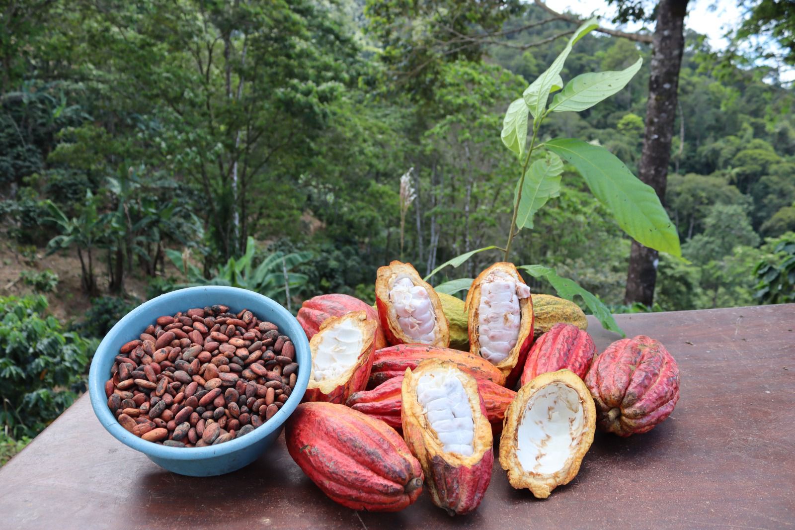 Un proyecto apoyará a productores de cacao de Honduras para exportar frutas deshidratadas