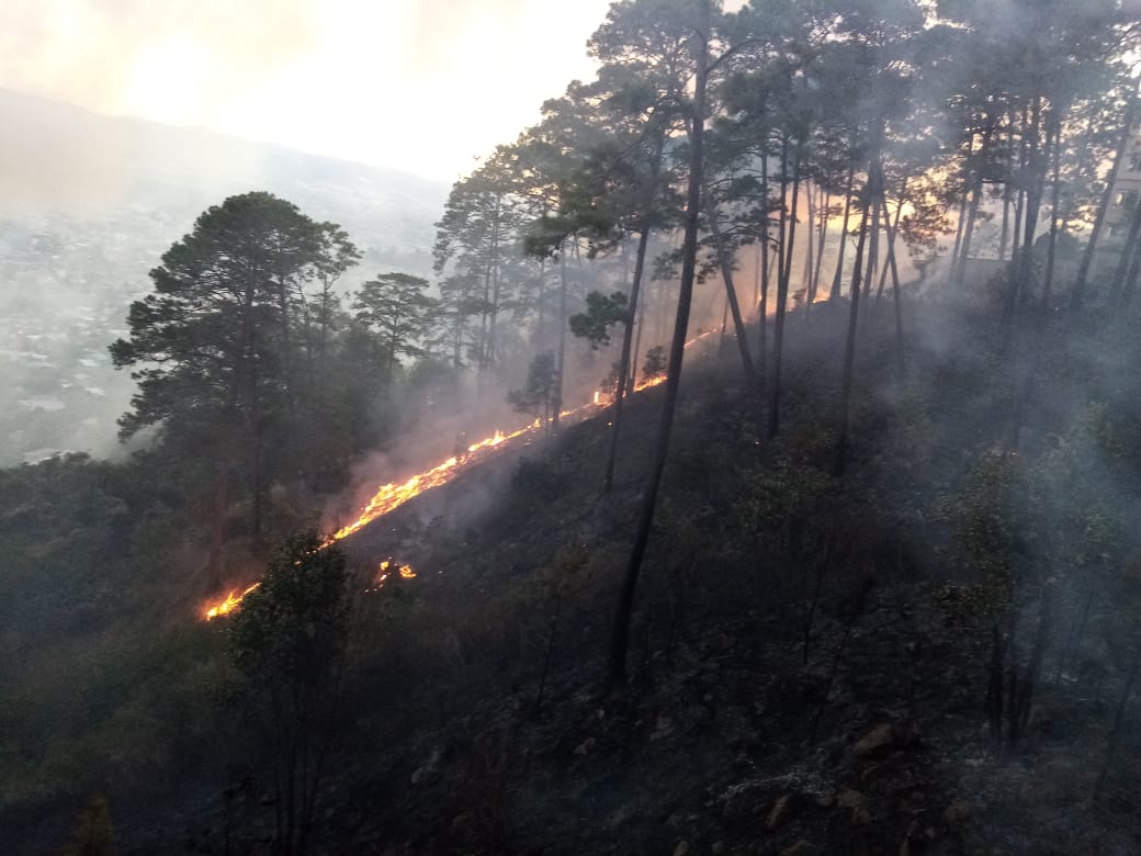 Unos 44 incendios registra Honduras en este 2024 mientras el ICF se prepara para la época de verano