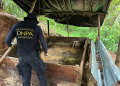 Aseguran nueva plantación de 72 mil arbustos de coca y un “narcolaboratorio” en Colón